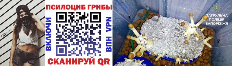 Псилоцибиновые грибы мицелий  Купить где  Цивильск 